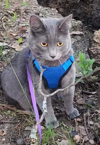 Lost Male Cat last seen Blakely Dam, Boat launch south of Avery Day use area., Mountain Pine, AR 71956
