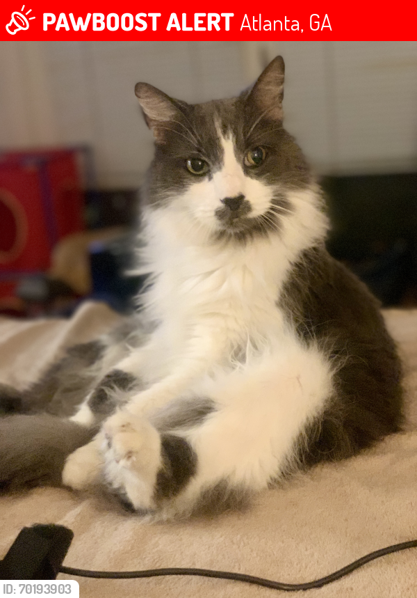 Lost Male Cat last seen Lookout a place and Peachtree Avenue, Atlanta, GA 30305