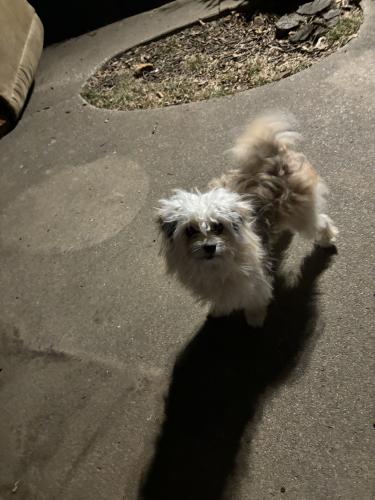 Lost Female Dog last seen 55th St & 30th E Ave., Tulsa, OK 74107