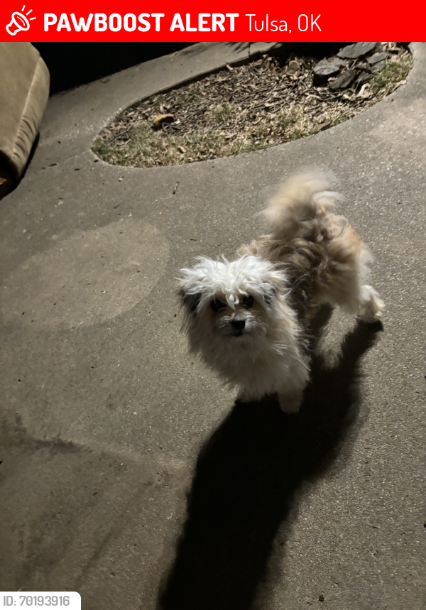 Lost Female Dog last seen 55th St & 30th E Ave., Tulsa, OK 74107