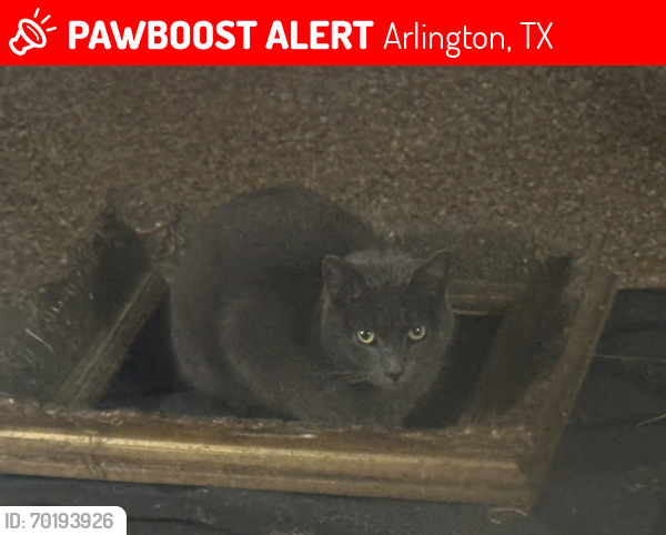 Lost Male Cat last seen Tiffany Park, Arlington, TX 76016
