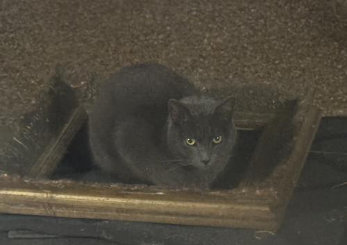Lost Male Cat last seen Tiffany Park, Arlington, TX 76016