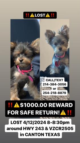 Lost Female Dog last seen Hwy 243 and County Road 2505, Canton, TX 75103