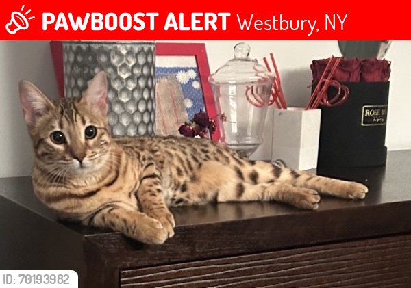 Lost Female Cat last seen Westbury drive, Westbury, NY 11590