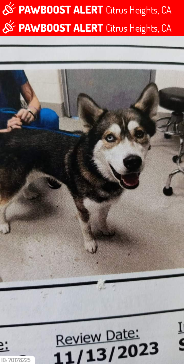 Lost Male Dog last seen Antelope by rush park, Citrus Heights, CA 95610