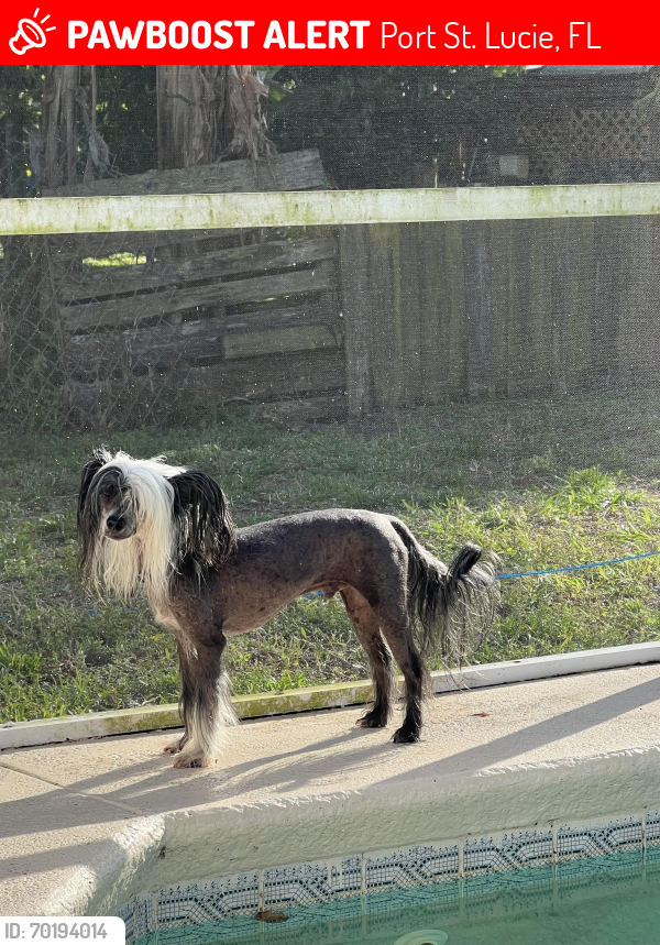Lost Male Dog last seen Near sw Tumbke st, Port St. Lucie, FL 34953