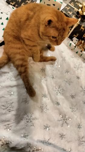 Lost Male Cat last seen Jack road and tobacco lane, Johnston County, NC 27520