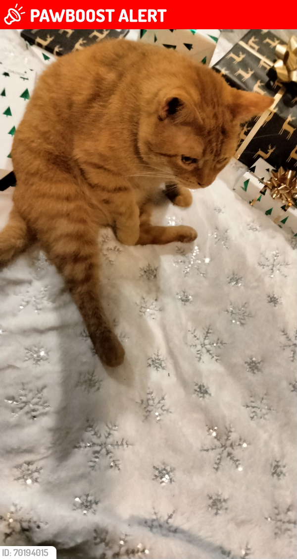 Lost Male Cat last seen Jack road and tobacco lane, Johnston County, NC 27520