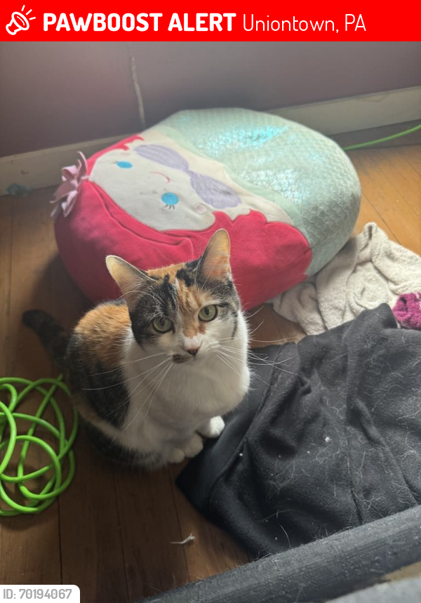 Lost Female Cat last seen Continental 2 clay Street , Uniontown, PA 15401