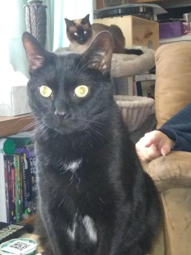 Lost Male Cat last seen Maplewood Dr and Highcrest, Minneapolis, MN 55418