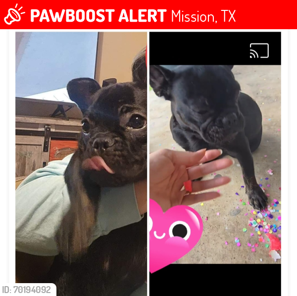 Lost Female Dog last seen La homa mile 5/6, Mission, TX 78574