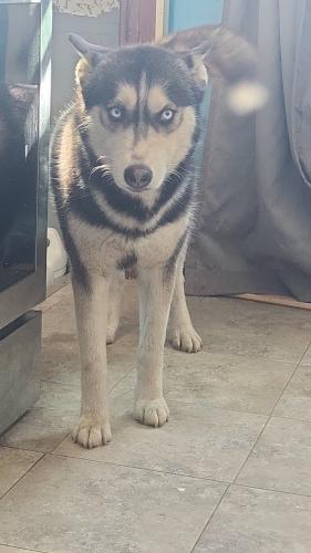 Lost Female Dog last seen Forestwood park , Parma, OH 44129