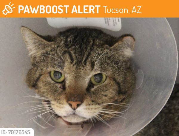 Shelter Stray Male Cat last seen , Tucson, AZ 85745
