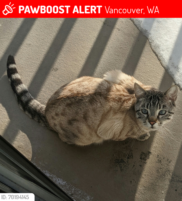 Lost Male Cat last seen Aspinridge apmts , Vancouver, WA 98683