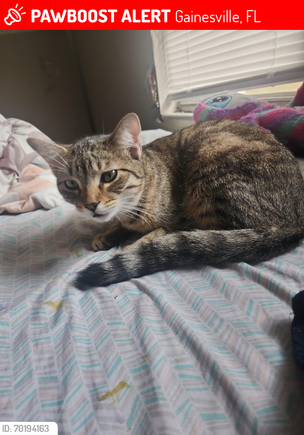 Lost Male Cat last seen 16th street and 12th terrace, Gainesville, FL 32601
