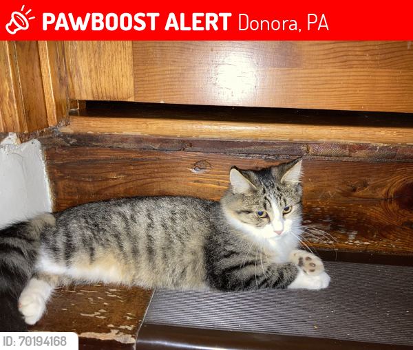 Lost Male Cat last seen Rabe Manor Carroll twp, Donora, PA 15033