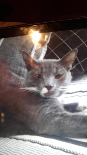 Lost Female Cat last seen Lake Griffin ests/ lake griffin, Casselberry, FL 32707