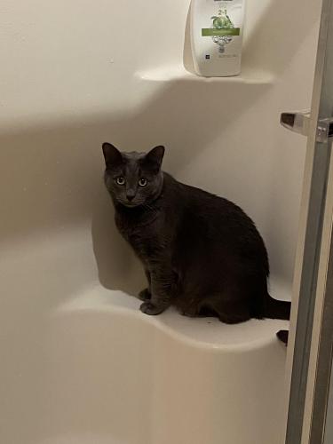 Lost Male Cat last seen Coal Ave Aw and 10th, Albuquerque, NM 87102