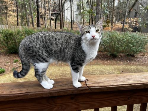 Lost Female Cat last seen Pive rd & shallowed rd, Roswell, GA 30075