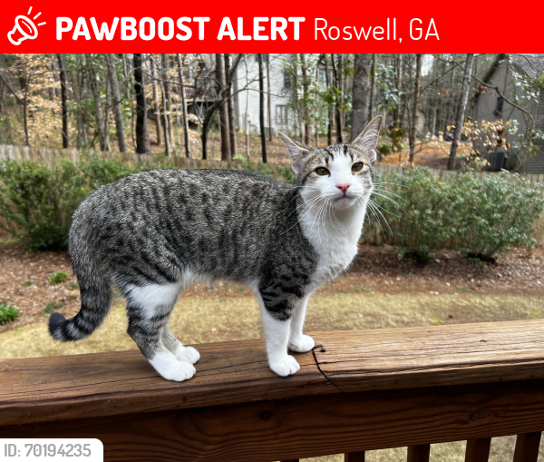Lost Female Cat last seen Pine Grove Rd & Coleman Rd, Roswell, GA 30075