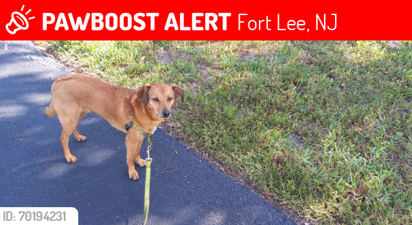 Lost Male Dog last seen I 95 Overpass, East Windsor, NJ 08520