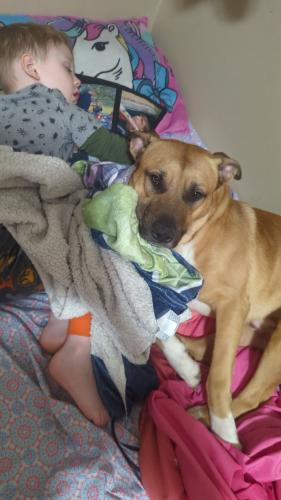 Lost Male Dog last seen Shafor Street, Middletown Ohio 45042, Middletown, OH 45042