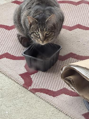 Found/Stray Male Cat last seen Kitzmiller road and plain view Dr .New Albany, New Albany, OH 43054