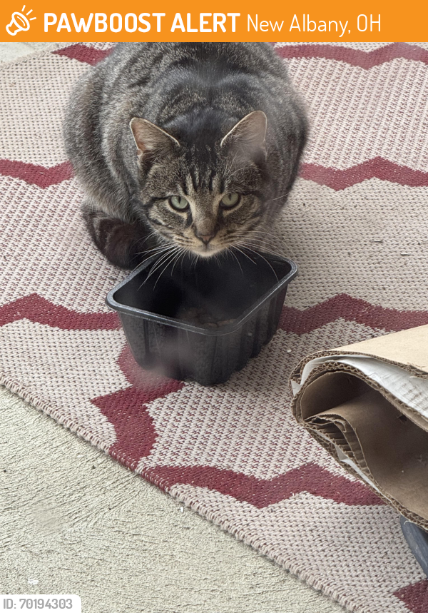 Found/Stray Male Cat last seen Kitzmiller road and plain view Dr .New Albany, New Albany, OH 43054