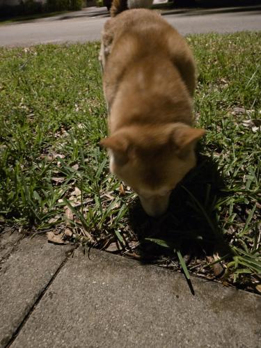 Found/Stray Unknown Dog last seen 52nd street and 90th terrace, Cooper City, FL 33328