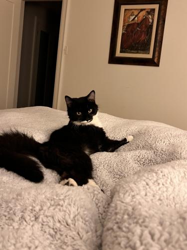 Lost Male Cat last seen Indian road & Lorne park, Mississauga, ON L5H 3L5