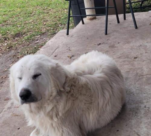 Lost Male Dog last seen Brownsville, Brownsville, TX 78520