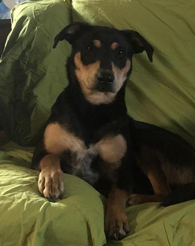 Lost Male Dog last seen Sixes Rd, Canton, GA 30114