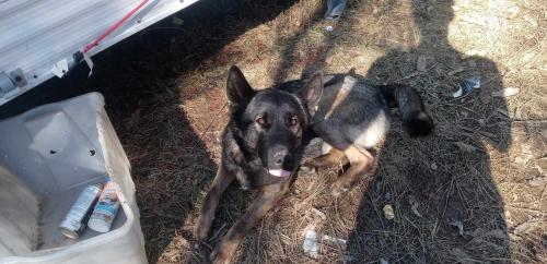 Lost Male Dog last seen Friendsville, Blount County, TN 37737