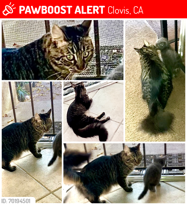 Lost Female Cat last seen Miramonte School, Purdue Ave/Buckingham Ave, Clovis, CA 93611