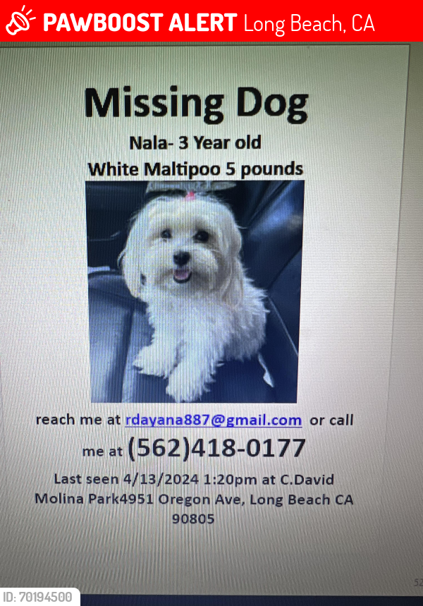 Lost Female Dog last seen Oregan Ave and W 49th st , Long Beach, CA 90805