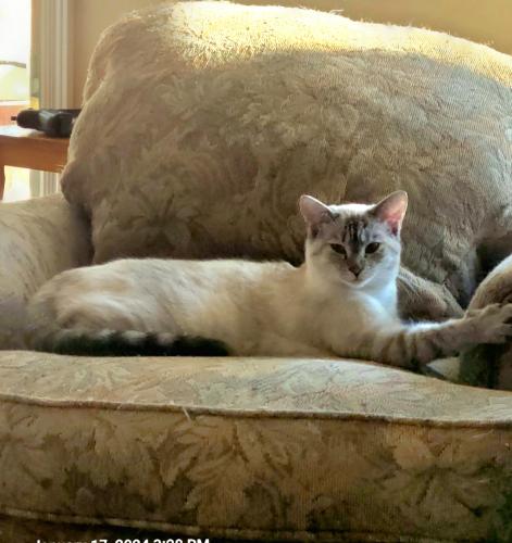 Lost Female Cat last seen Annabel Dr., Ravenwood Subdivision , Boiling Springs, SC 29316