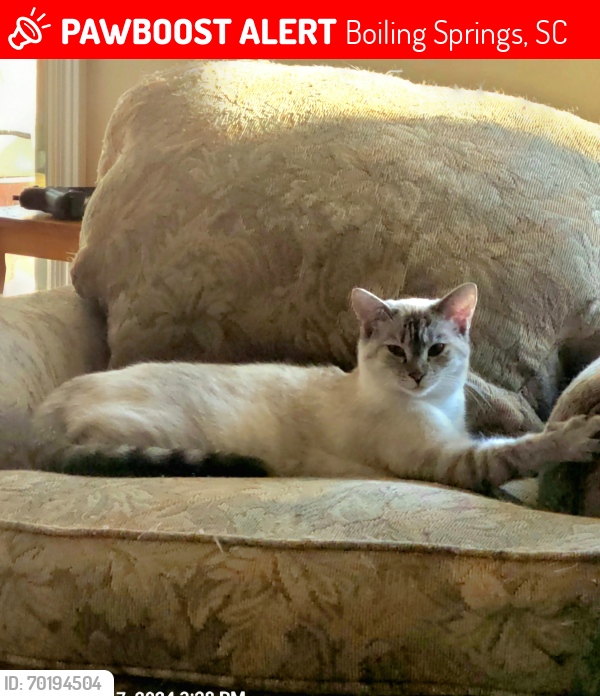 Lost Female Cat last seen Annabel Dr., Ravenwood Subdivision , Boiling Springs, SC 29316