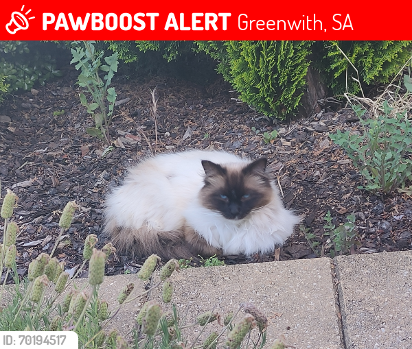 Lost Male Cat last seen Greenwith South Australia, Greenwith, SA 5125