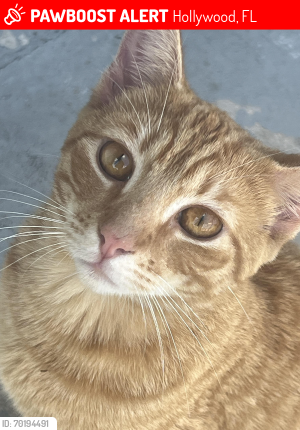 Lost Male Cat last seen Near Eller drive,Fll,33316, Hollywood, FL 33024