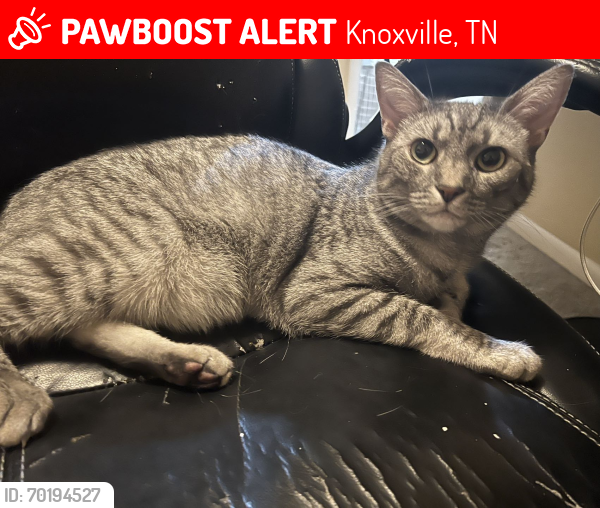 Lost Male Cat last seen lowwood drive Knoxville, Knoxville, TN 37920