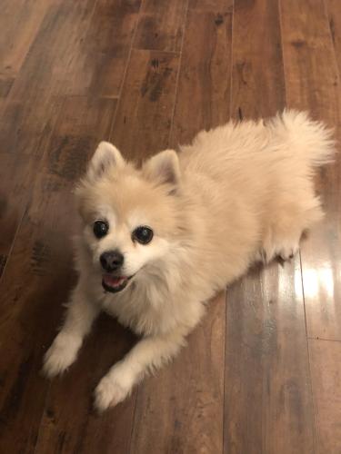 Lost Male Dog last seen Near my house heading towards either the highway wall or the opposite way, Los Angeles, CA 90037