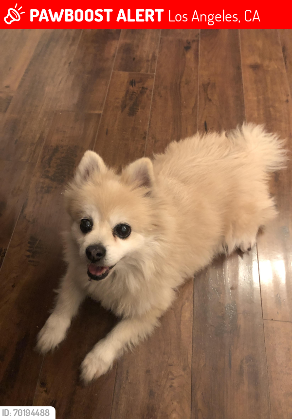 Lost Male Dog last seen Near my house heading towards either the highway wall or the opposite way, Los Angeles, CA 90037
