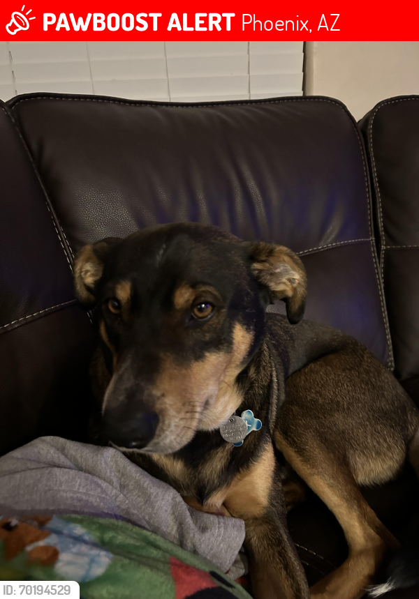 Lost Male Dog last seen 17th ave and Chandler Blvd , Phoenix, AZ 85045