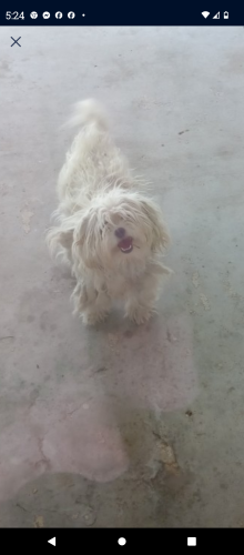 Lost Female Dog last seen Sandhill and Harmon ave., Paradise, NV 89121