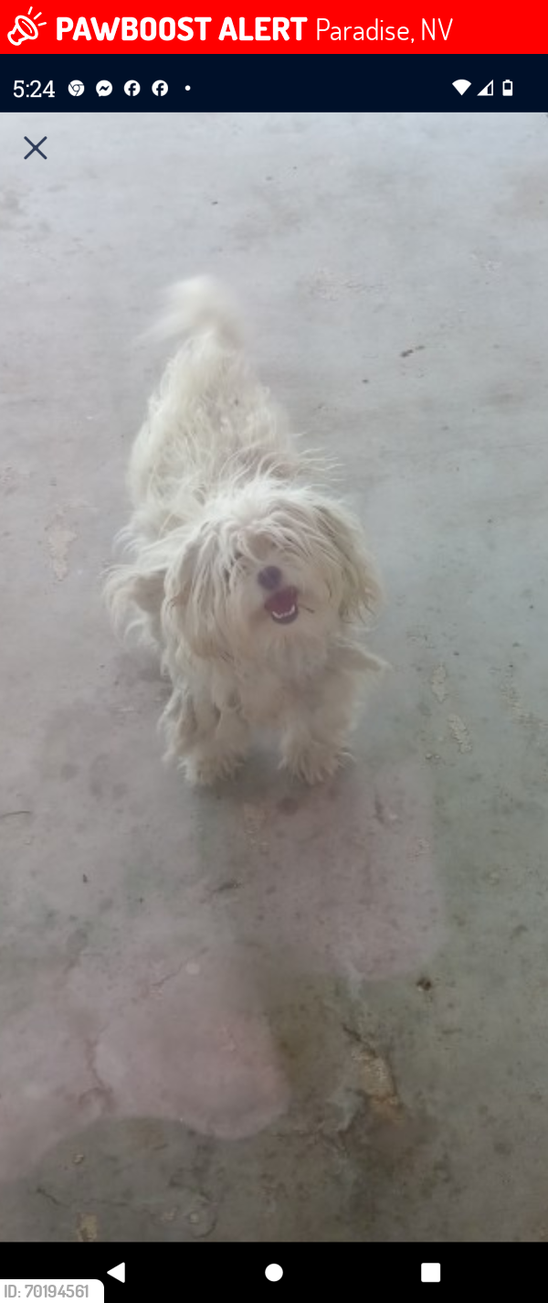 Lost Female Dog last seen Sandhill and Harmon ave., Paradise, NV 89121