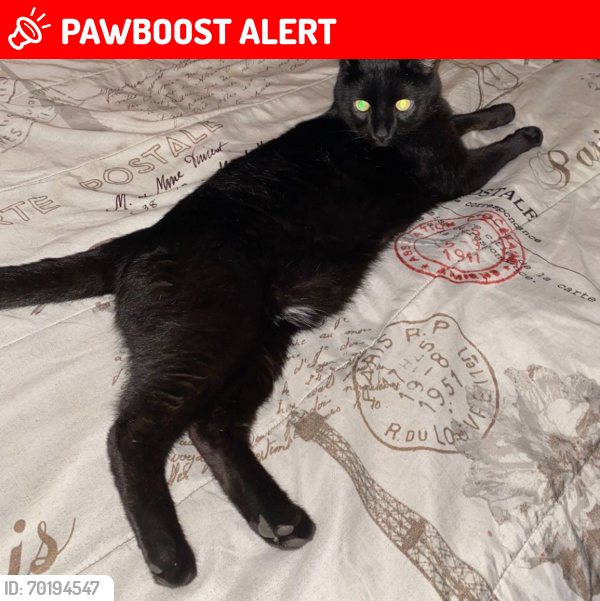 Lost Male Cat last seen camber avenue , South Saint Paul, MN 55075