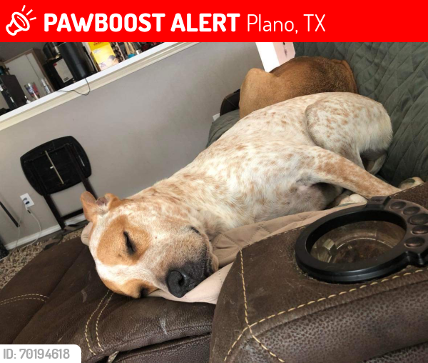 Lost Male Dog last seen Parker and Premier, Plano, TX 75023