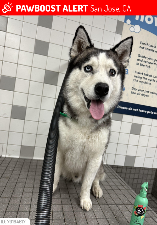 Lost Male Dog last seen Mckee and White , San Jose, CA 95127