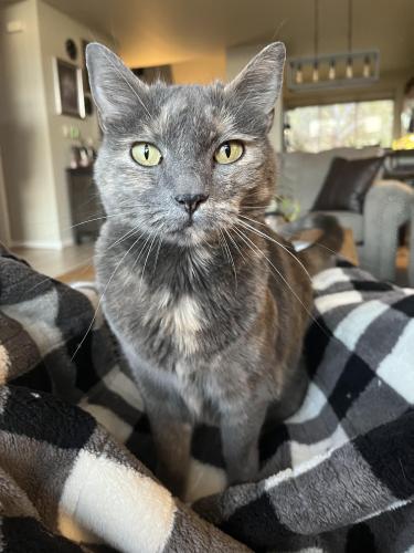 Lost Female Cat last seen Suncrest and 92nd, Happy Valley, OR 97086