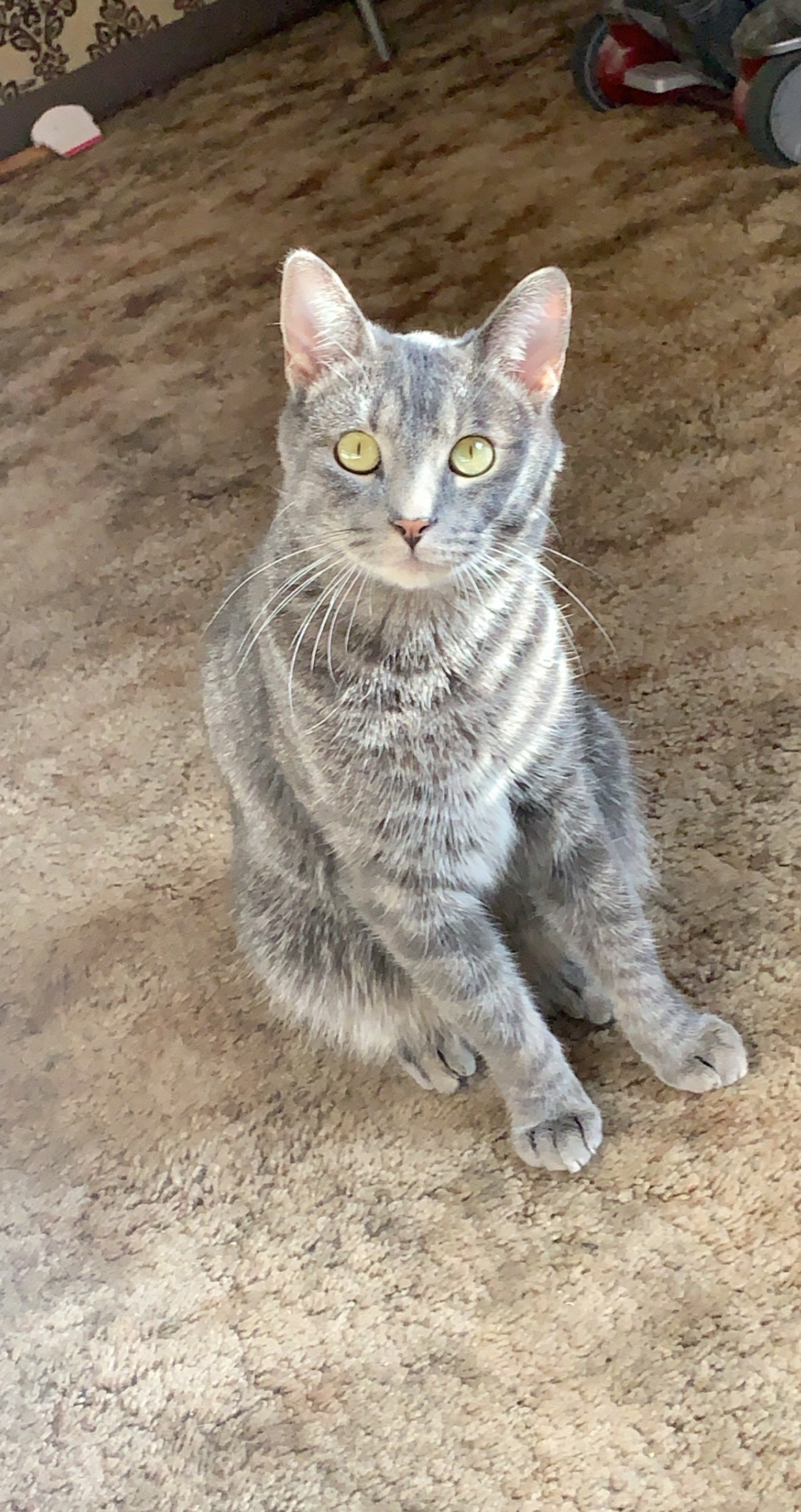 Lost Male Cat last seen Near Shepherd Ct NE, Rio Rancho, NM 87144, USA, Rio Rancho, NM 87144